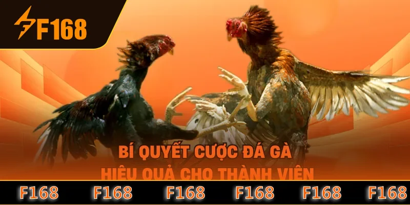 Bí quyết cược đá gà hiệu quả cho thành viên Bí quyết cược đá gà hiệu quả cho thành viên