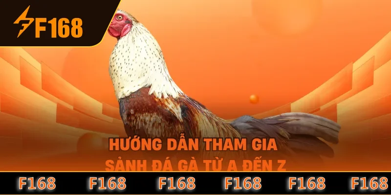 Hướng dẫn tham gia sảnh đá gà từ A đến Z Hướng dẫn tham gia sảnh đá gà từ A đến Z