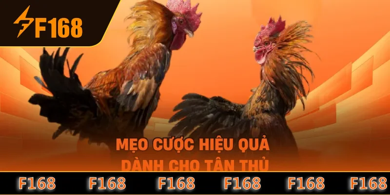 Mẹo cược hiệu quả dành cho tân thủ